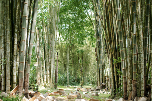 FINCA 6.47ha NANEGAL